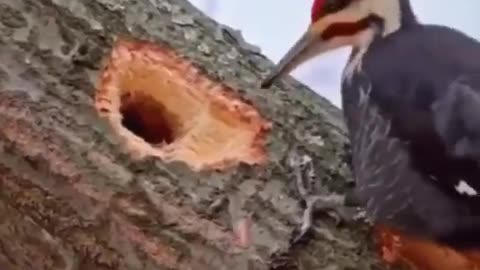 Pileated Woodpecker