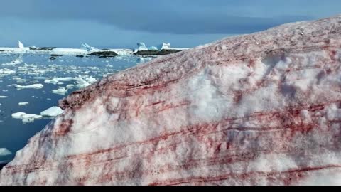 Strange Life Forms Accidentally Discovered Deep Below Antarctica