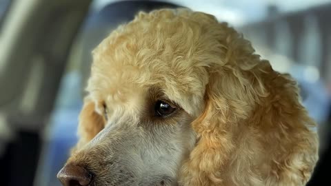 7 Reasons You Should NOT Get a Standard Poodle