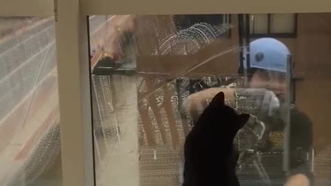 When your cat thinks the window washer is just another toy to bat around