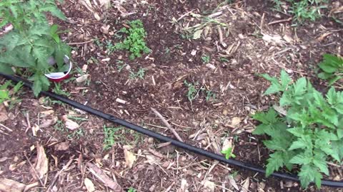 Tomatoes, Carrots, Sweet Potatoes, and What's Growing In Grow Bags