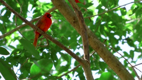 Vidéos Oiseaux Perroquet