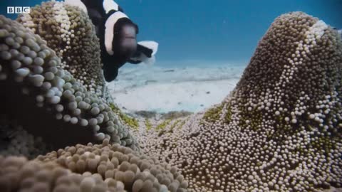 Amazing Clownfish Teamwork | Blue Planet II