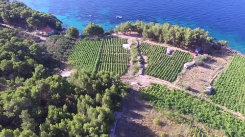 Hvar Island Wine Tours - Vineyard wine tasting