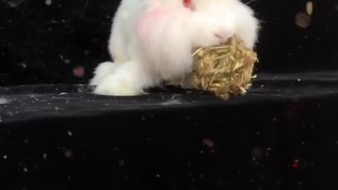 Angora rabbit