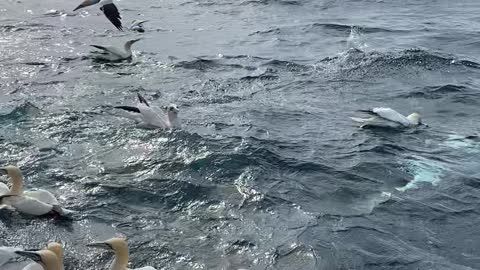 Tourist Boat Swarmed by a Huge Flock of Gannet