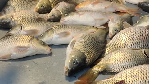 Giant Katla Fish Amazing Video In Fish Market