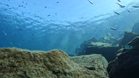 BRAVE FISH - VILLASIMIUS - SARDINIA