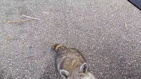 Making friends with a wild raccoon