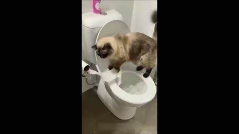 Funny animals - Funny cats / dogs - Funny animal videos 2023