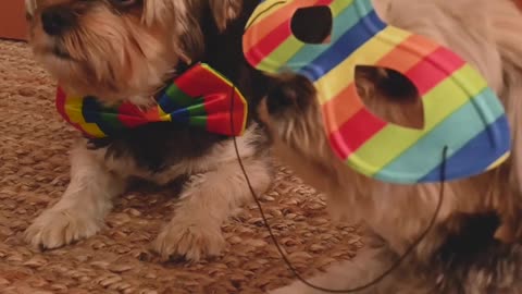 two baby dogs in costumes