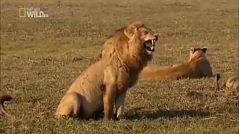 This lion's laugh is fu 2021