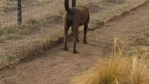 Lion asking dog for forgiveness | Lion Ask For Forgiveness