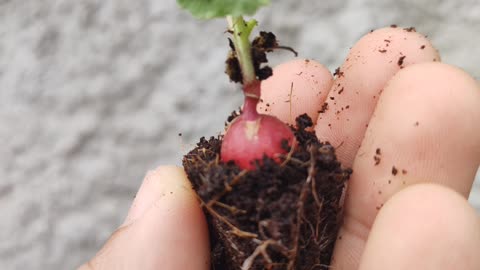 Vegetable Garden From Brazil