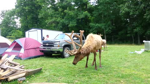 Feeding the Bull Elk