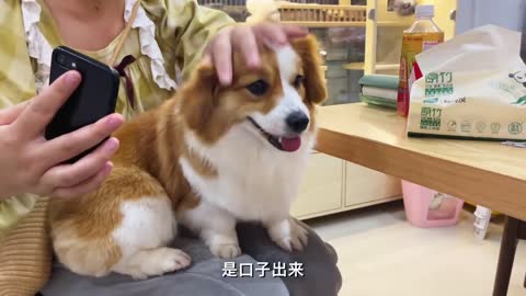 Funny dog feels so happy after bathing