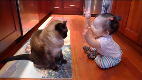 cute and funny -- baby talk to Siamese cat