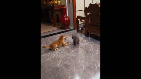 Funny animal viral letest video