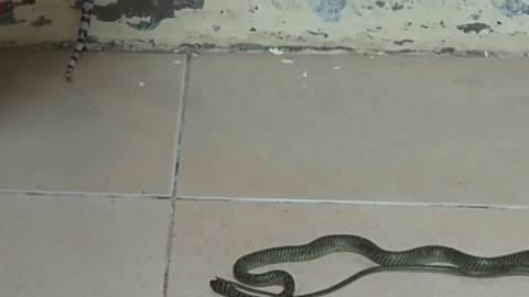 When this Great Lizard Fights Snakes Who Are Inside the House, See What Will Happen?