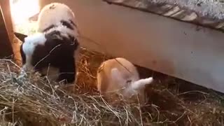 Lamb & Bunny Best Friends