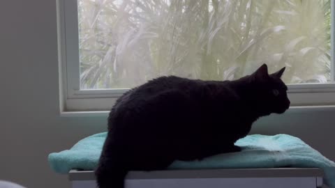 Cute Precious Piper Tries to Relax in Her Spa - Adopting a Cat from a Shelter Vlo