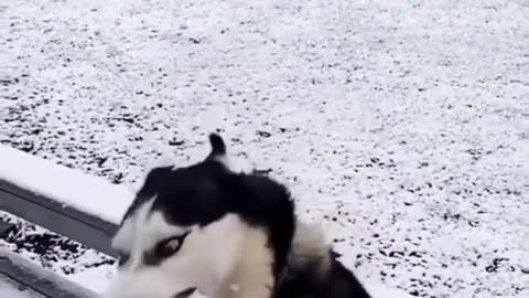 dog having fun in the snow