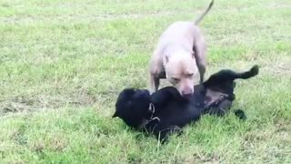 race between two dogs