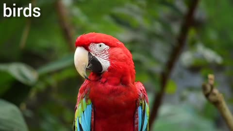 Very beautiful parrot