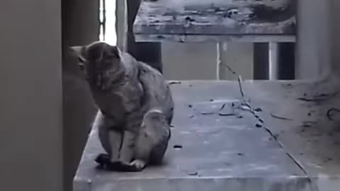 Cat sleeping on the corner slab Funny video.