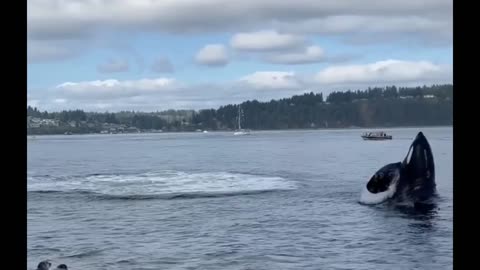 Wow ! Orca Hunting