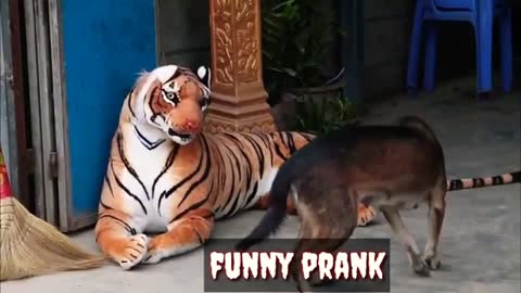 Real Animal Prank videos Funny frank dog vs fake tiger | 20 Best of Animal Prank