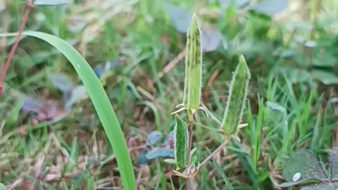 More Oxalis shooters!