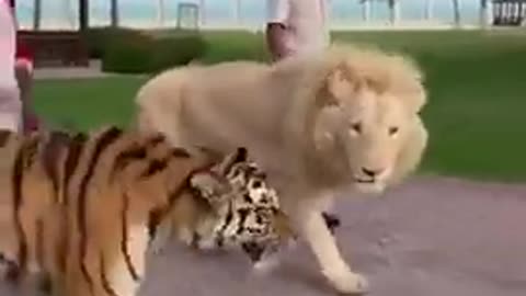 lion 🦁 vs tiger 🐯 video