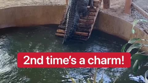 Alligator Ramp FAIL!!!