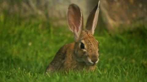 Rabbit eats grass in a public park along the Shore of Laguna Beach, California