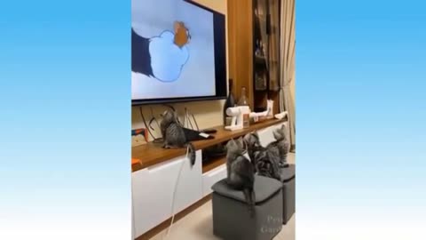 Kittens Watch Tom & Jerry Together