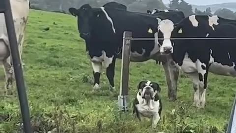 You are not a cow !