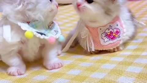 twin kittens are very cute