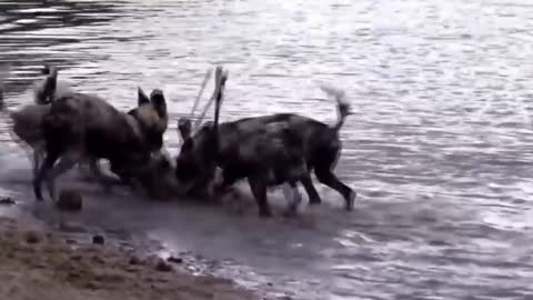 Best attack wild Epic Battle Of Wild dogs vs Animals is not never | Lion , Buffalo , deer