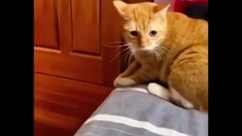 funny cat videos #13