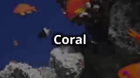 Coral Reef