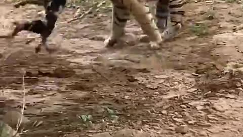 Tiger killed a dog at ranthambore national park