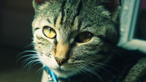 Close-Up Shot of a Cat