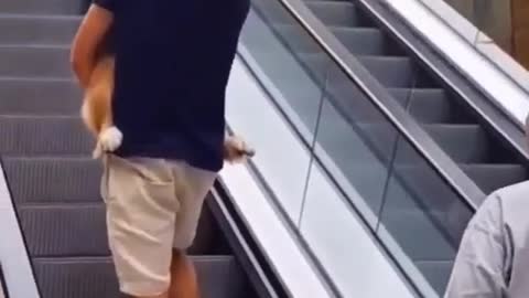 This dog is afraid to climb the escalators 😅🤗🙃