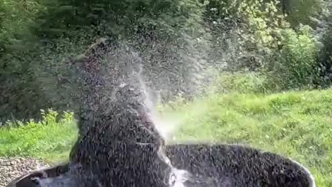 A BIG BLACK BEAR HAVING FUN TAKING A BATH.mp4