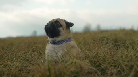 A beautiful Pet Pug Resting On Grass Field