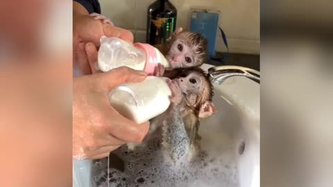 Today, as usual, I have given bath and milk to the monkey babies.