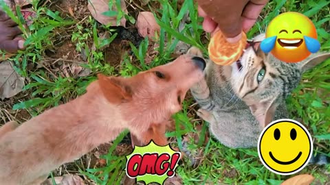 Funniest Cats and Dogs Videos 2024 😹🐶 Best Funny Animal Videos 😂 Funny Pets Zone #joy#pet #cat #fun