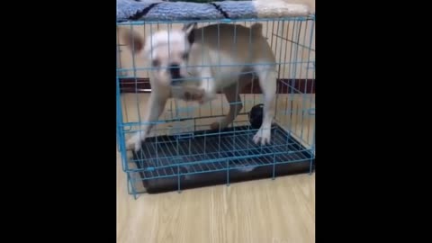 Funny dog trying so hard to get out.