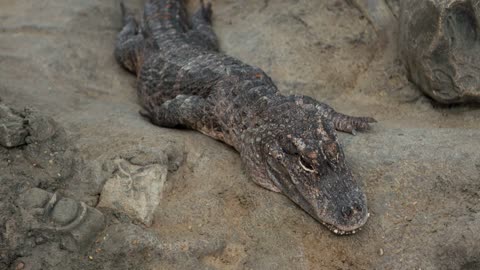 Alligator relaxing on rocks